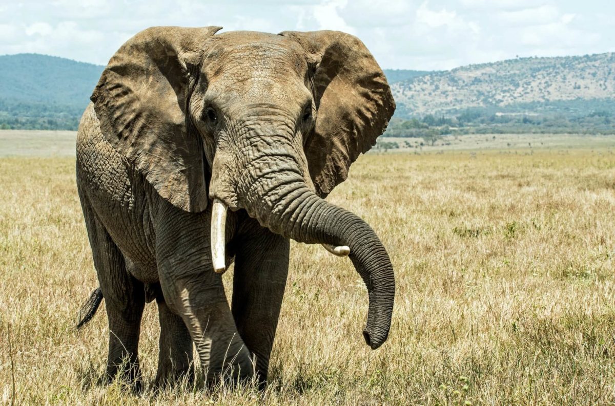Elefant mit schwingendem Rüssel in freier Wildbahn
