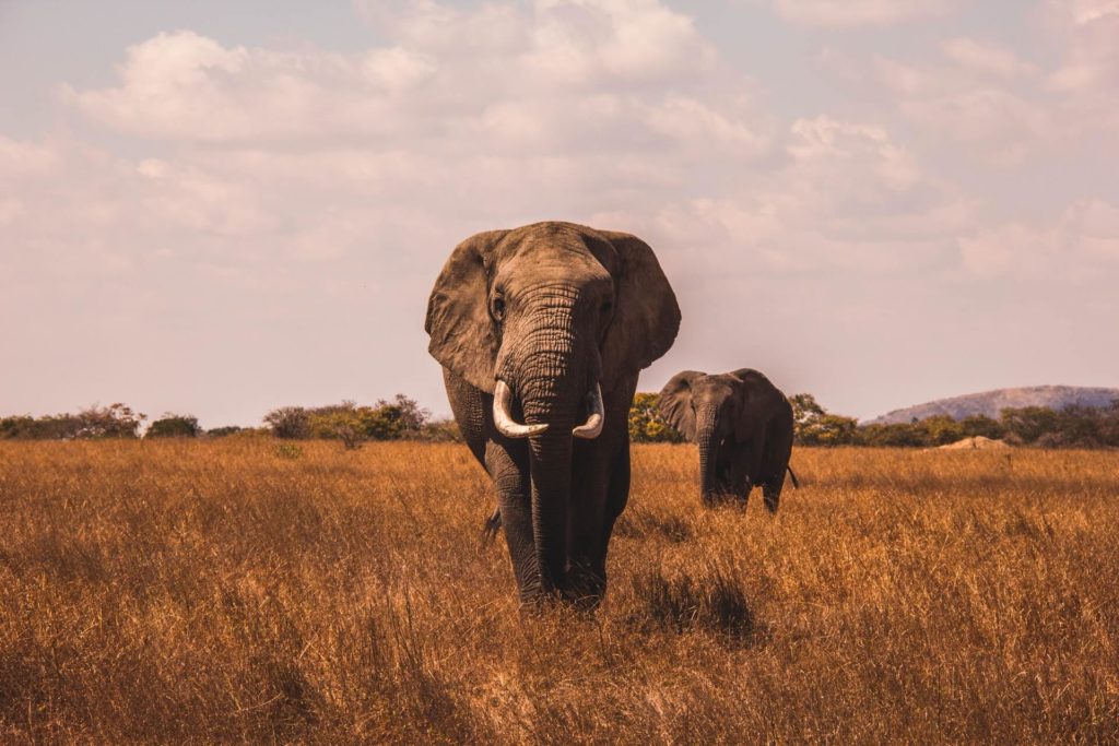Elephants in the Wild in Africa
