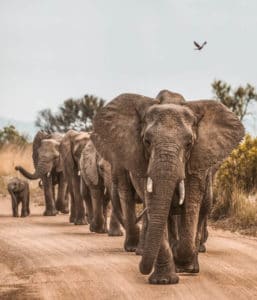 Elephant herd on the road