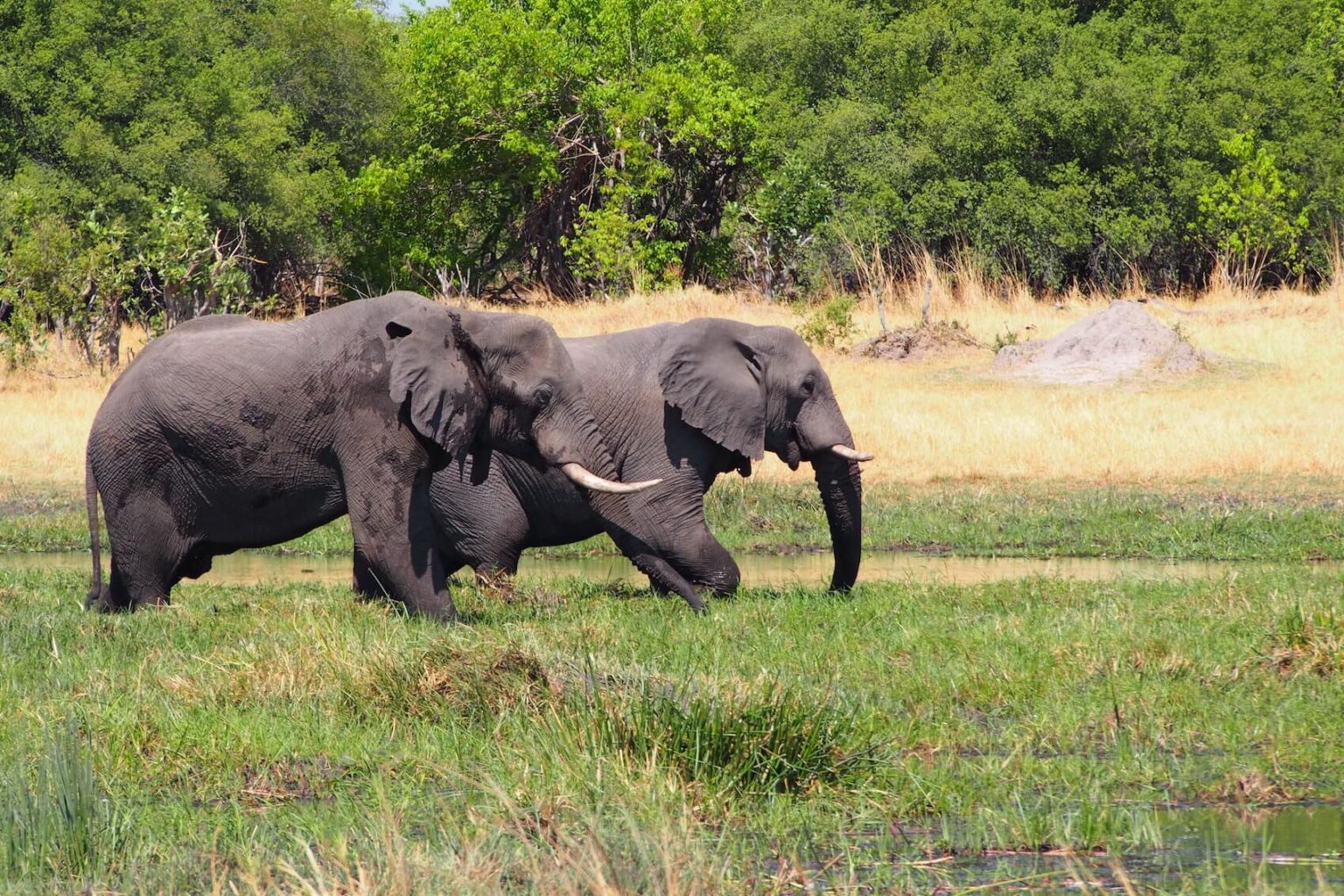 Elephants have Tusks: Everything you need to know - The Elephant Guide