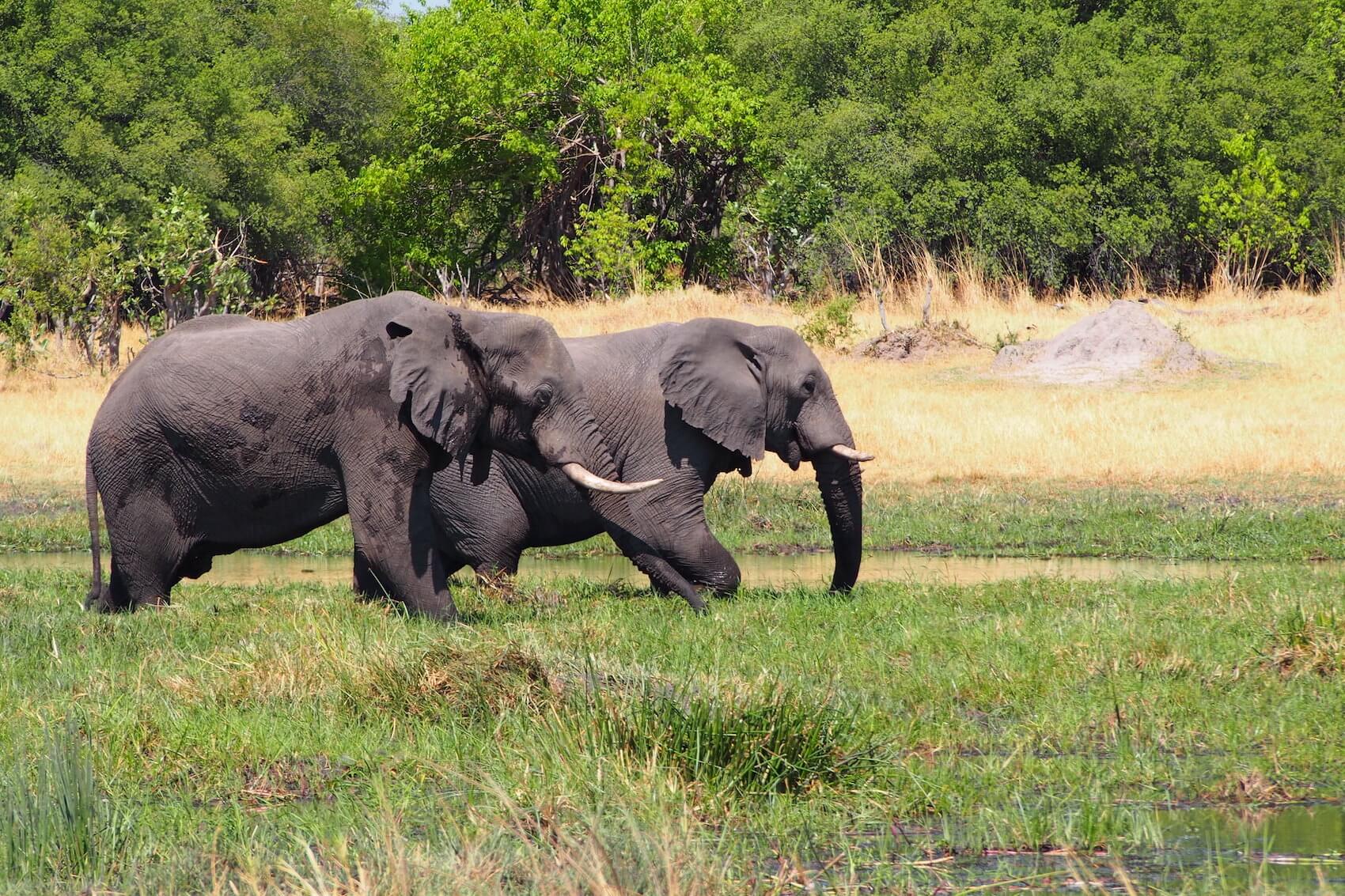 Elephants have Tusks Everything you need to know The Elephant Guide