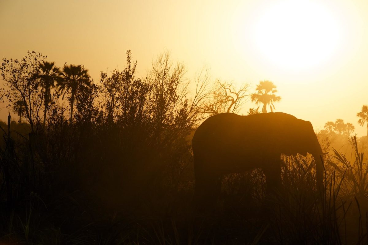 Safari con elefantes en África