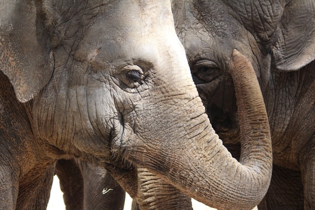 Twee olifanten knuffelen in het vuil. Foto door Anaïs Buan.