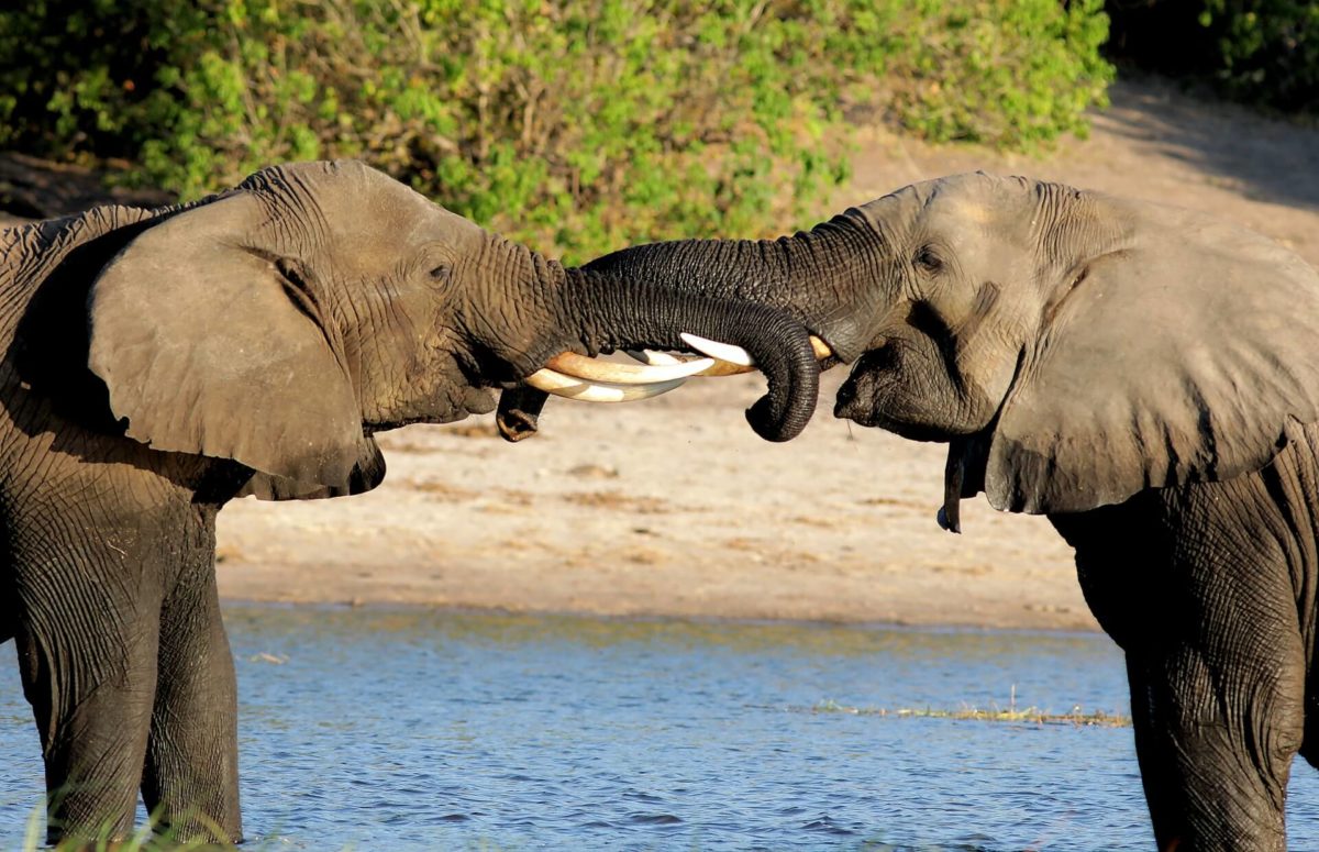Elephants have Tusks: Everything you need to know - The Elephant Guide