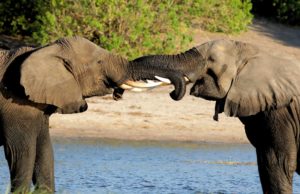 Mannelijke olifanten met slagtanden vechten