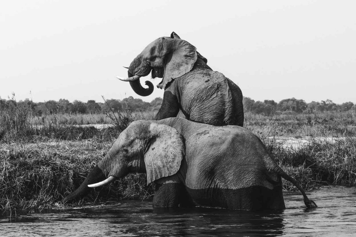 Two smart elephants bathing