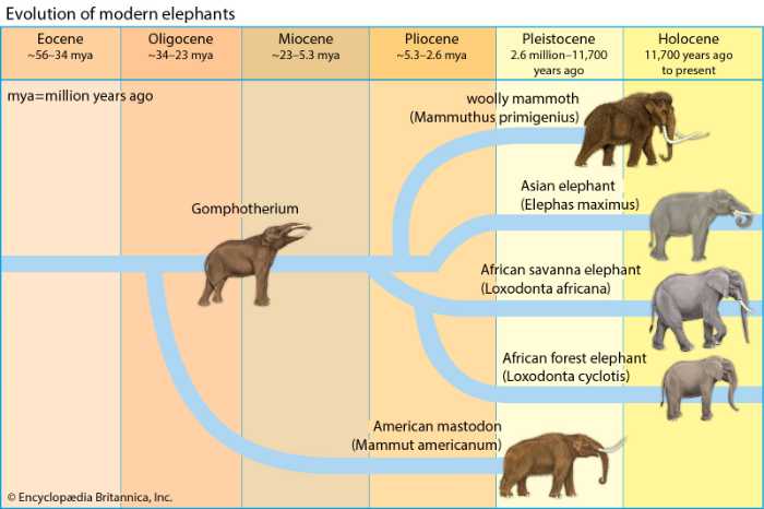 The three species of Elephant - The Elephant Guide