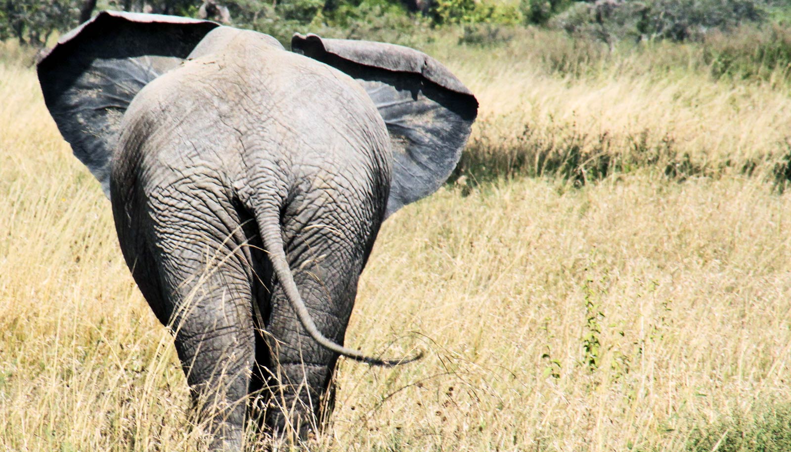 Why do Elephants have a small tail? - The Elephant Guide