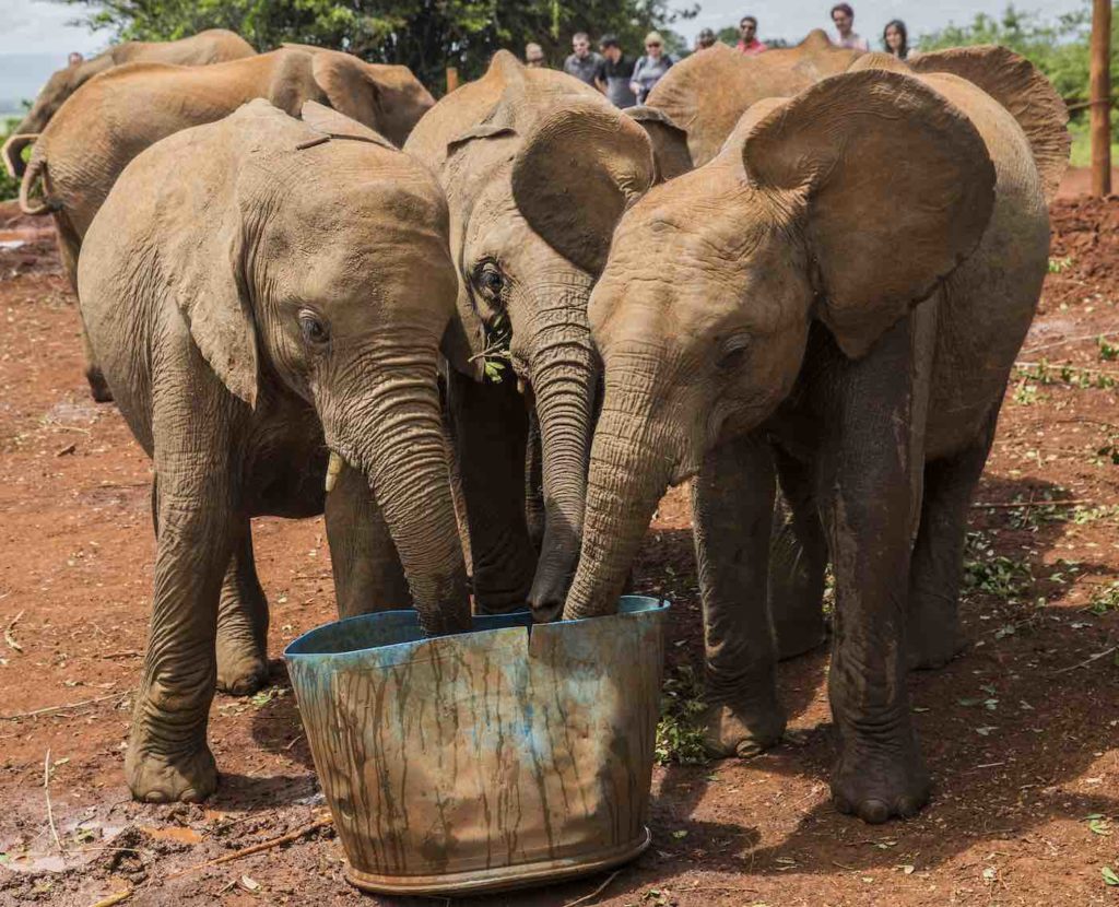 tennessee elephant sanctuary visit