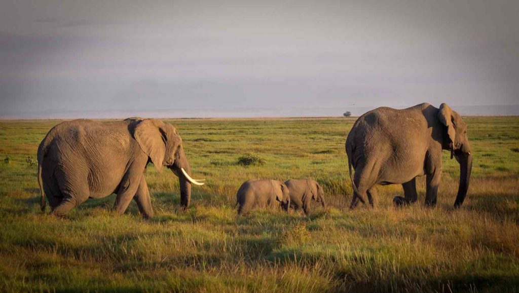 Herd of elephants roaming the African Savanna.