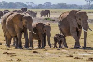 Elefantflock i naturpark