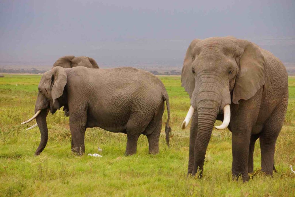 Två elefanter som strövar omkring i gräset i Sydafrika.