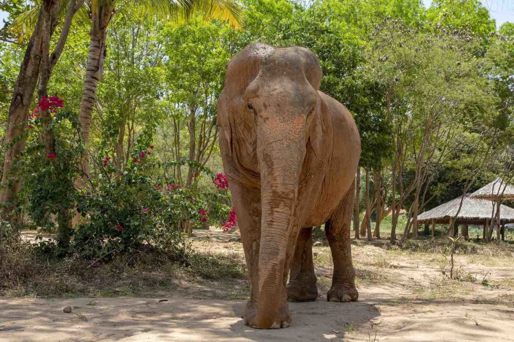 tennessee elephant sanctuary visit