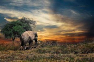 Elefant som promenerar i solnedgången