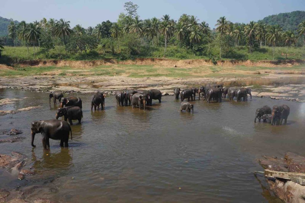 tennessee elephant sanctuary visit