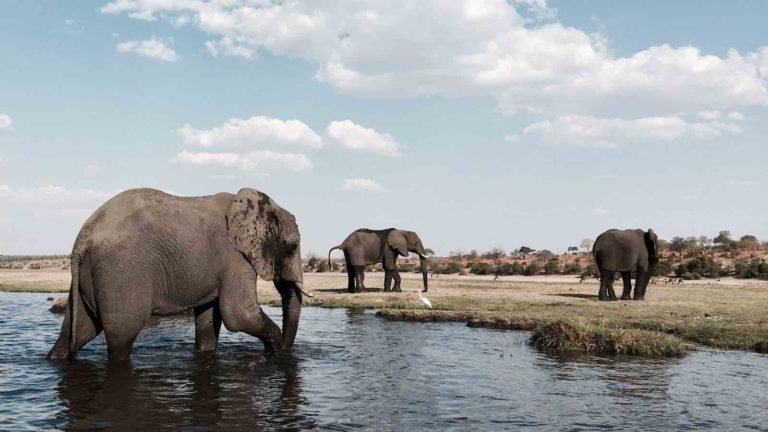 How many Elephants are left in the world? - The Elephant Guide