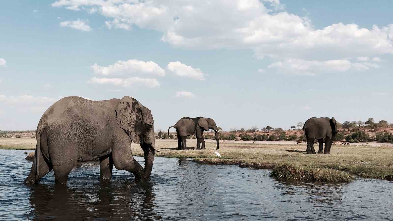 How many Elephants are left in the world? The Elephant Guide