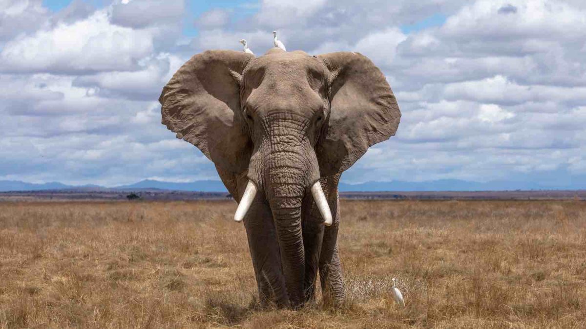 Gran elefante en África