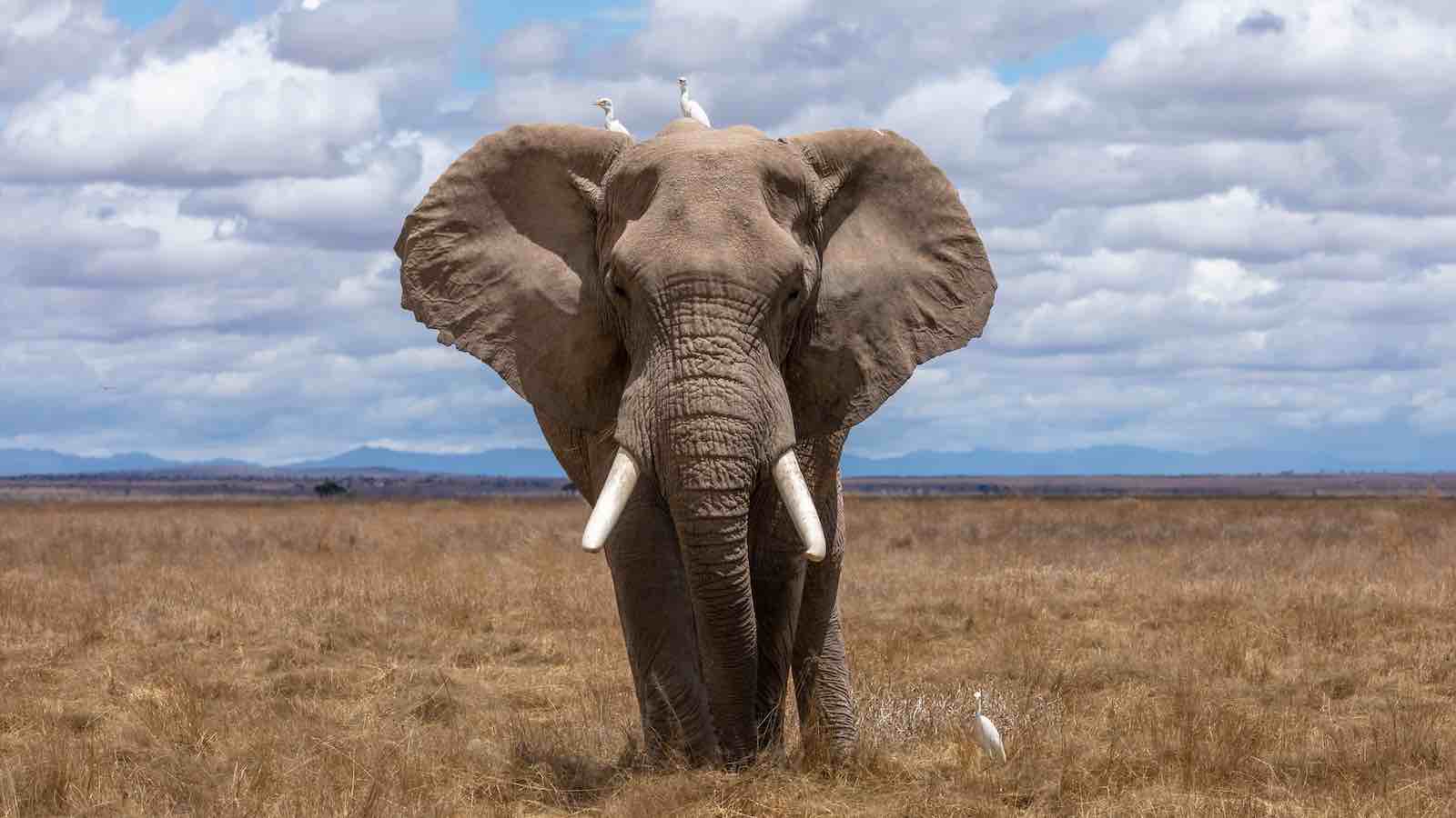 How many Elephants are left in the world? - The Elephant Guide
