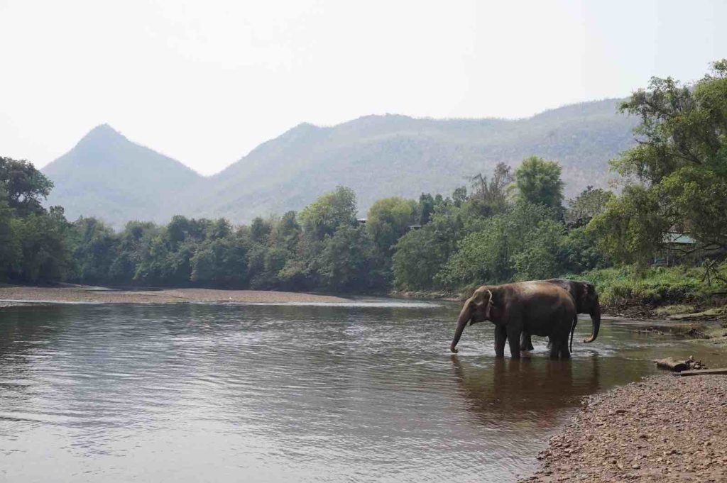 tennessee elephant sanctuary visit