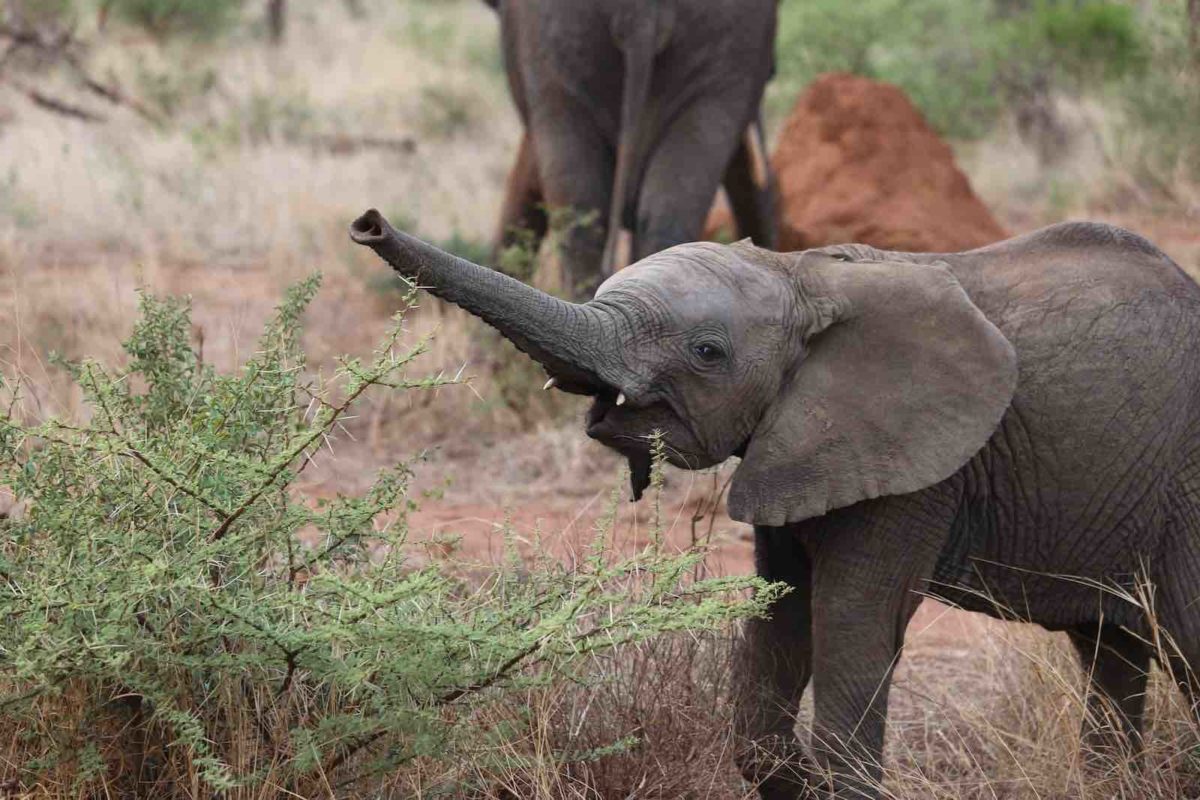 Elefantbarn som trumpetar