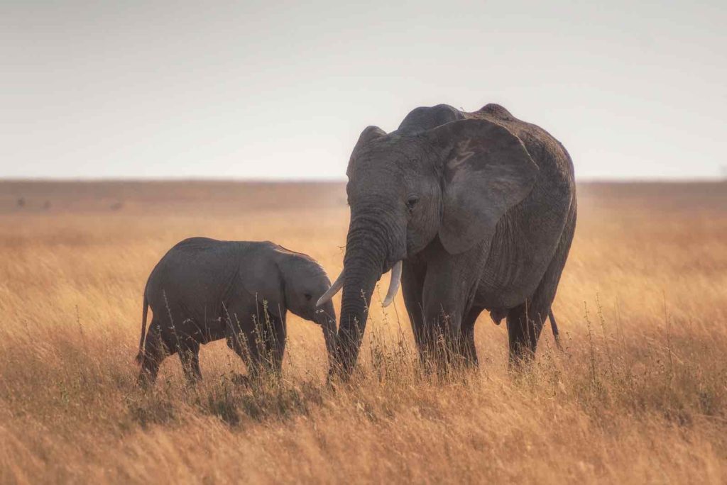 Elefantmamma och elefantunge som visar sin ömhet på savannen.