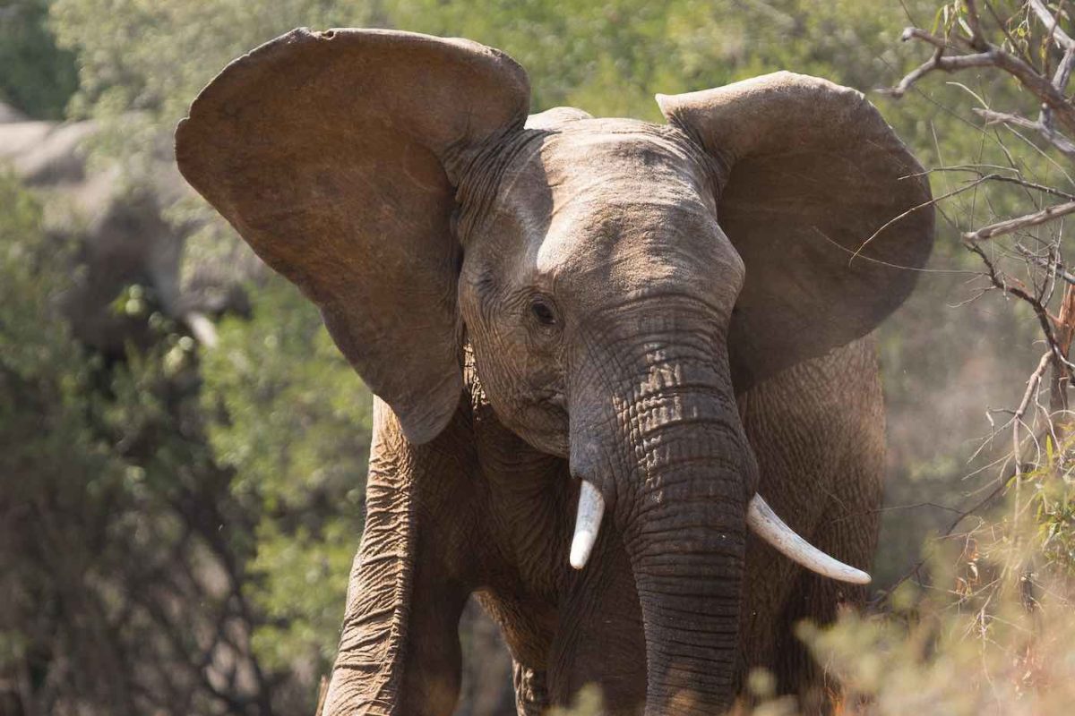 Why do Elephants have such BIG ears? - The Elephant Guide