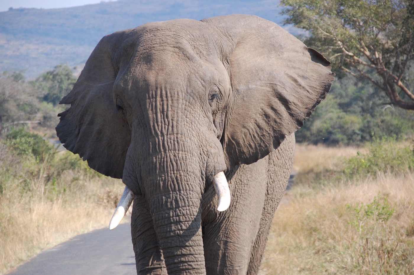 Elefante africano agitando las orejas para refrescarse