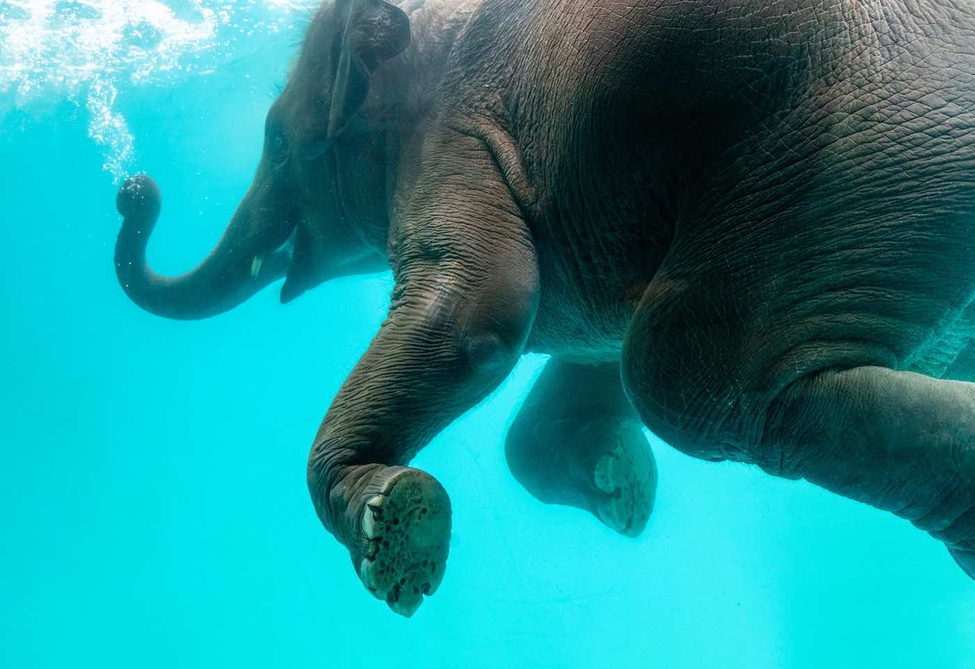 Can Elephants swim? They even swim underwater! - The Elephant Guide