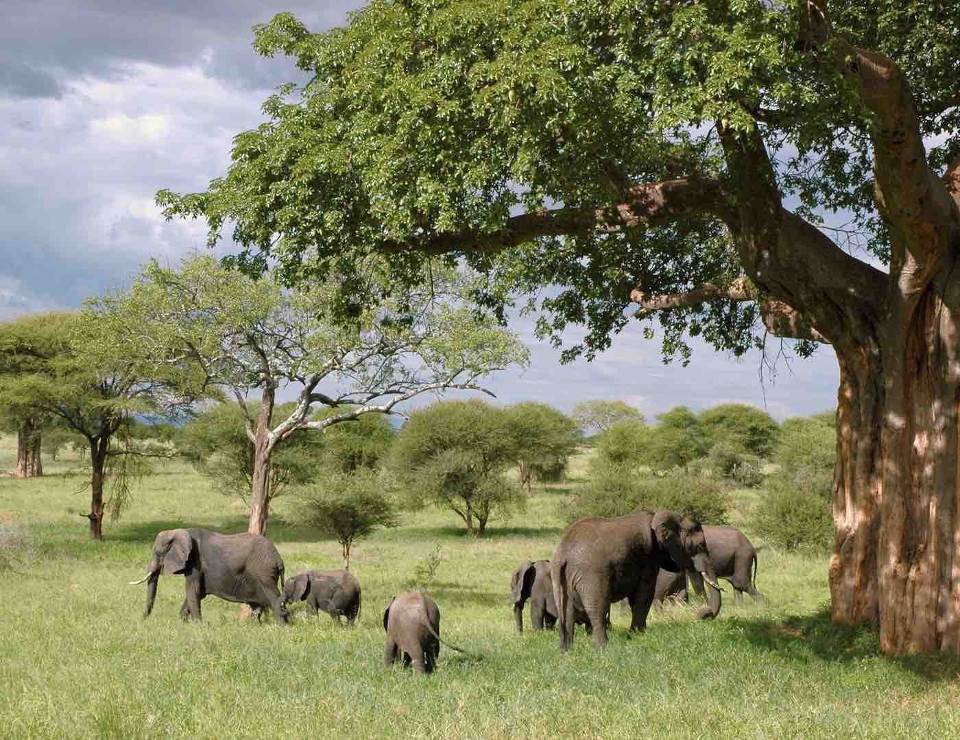 Elephant herd roaming the forest of Namibia.