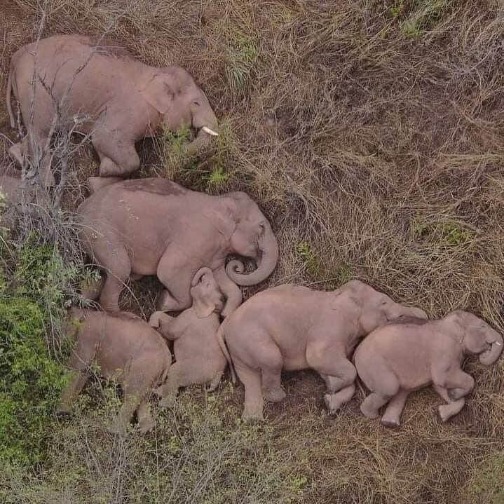 Herd of Elephants sleeping on the side. Rare photo captured by a drone.