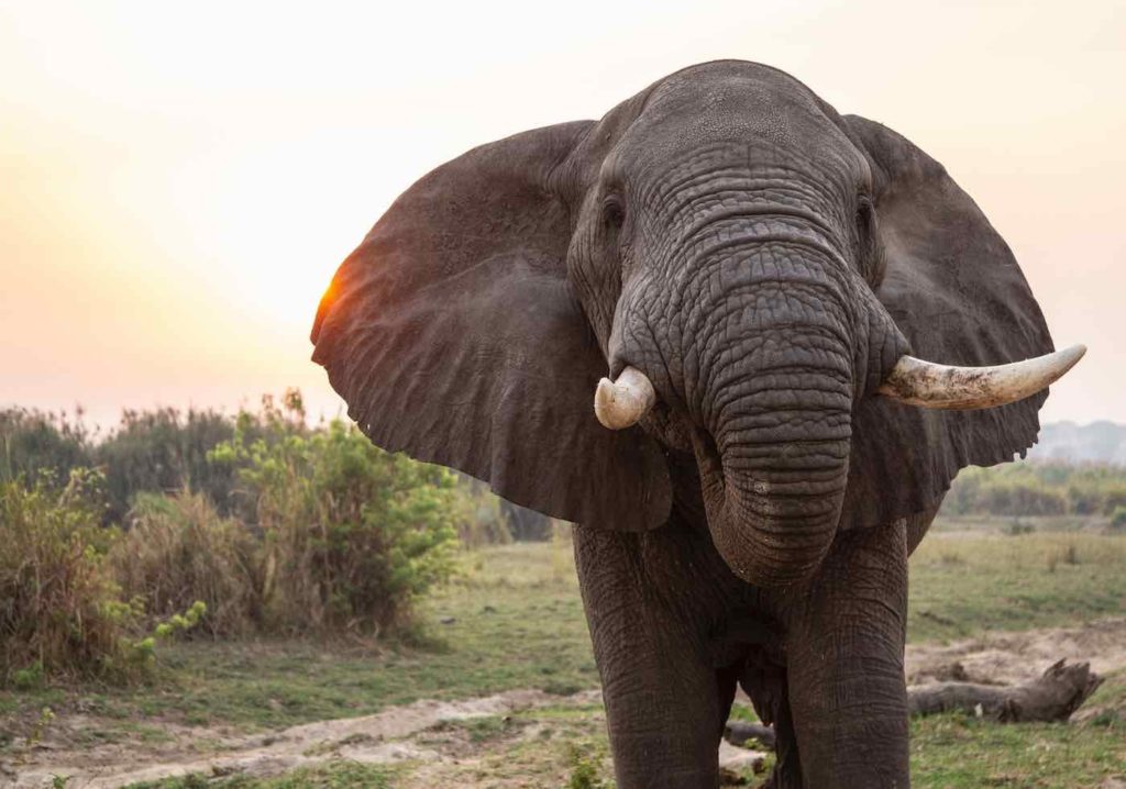 Nahaufnahme eines afrikanischen Elefanten mit großen Ohren, der in die Kamera schaut.