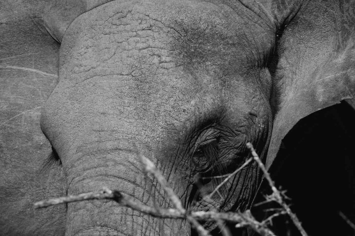 Närbild av en elefant som flaxar med öronen