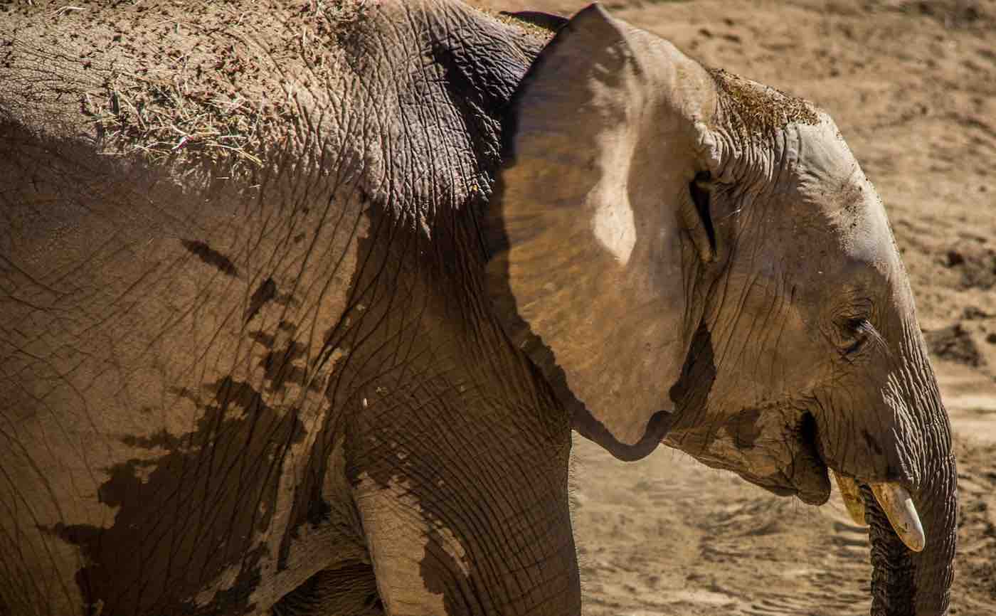 Why Do Elephants Throw Dirt On Themselves? The Elephant Guide