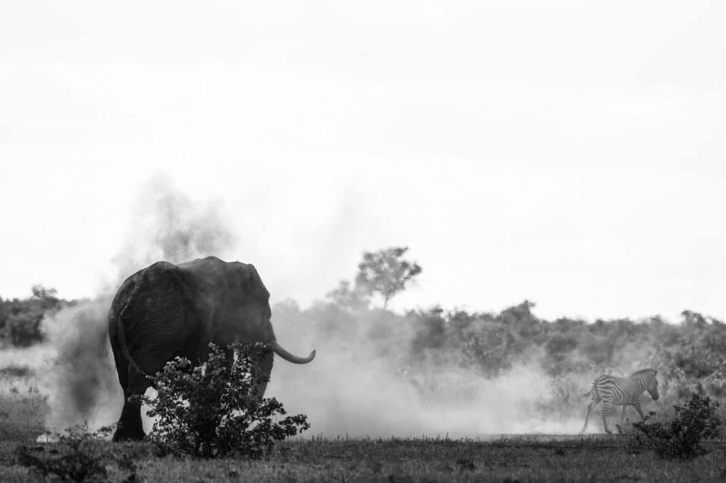 Zebra fleeing Elephant that created dust cloud.