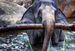 Indischer Elefant im Wasser, der einen Baum hochhebt