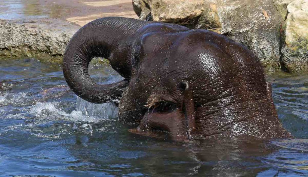 Olifant speelt en ademt in water.