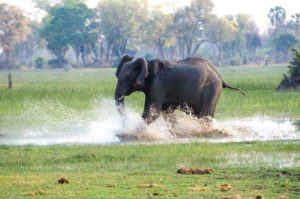 Asiatisk elefant som springer genom vatten