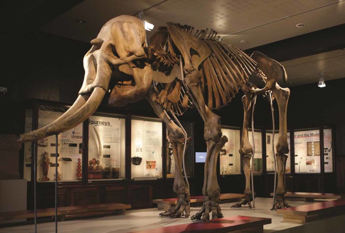 Skelett av indisk elefant i Manchester