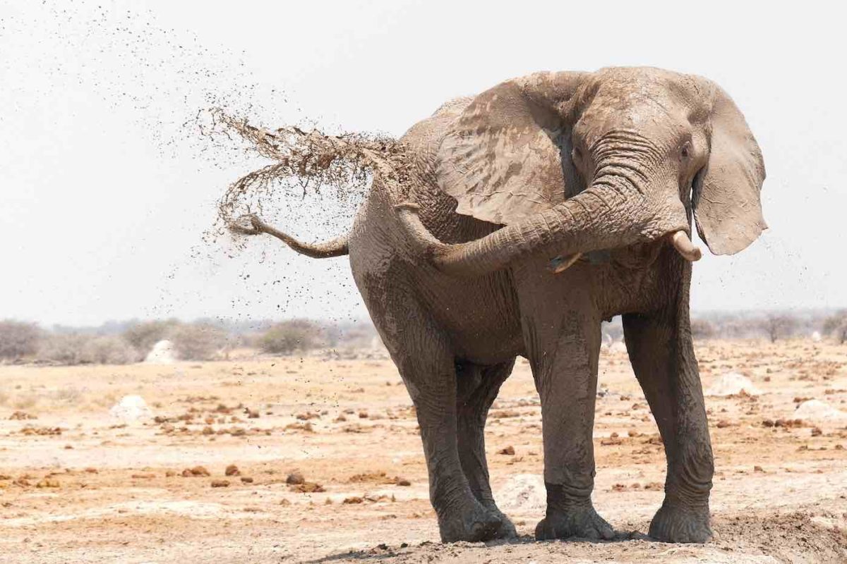 Elephant throwing dirt on himself in the desert.