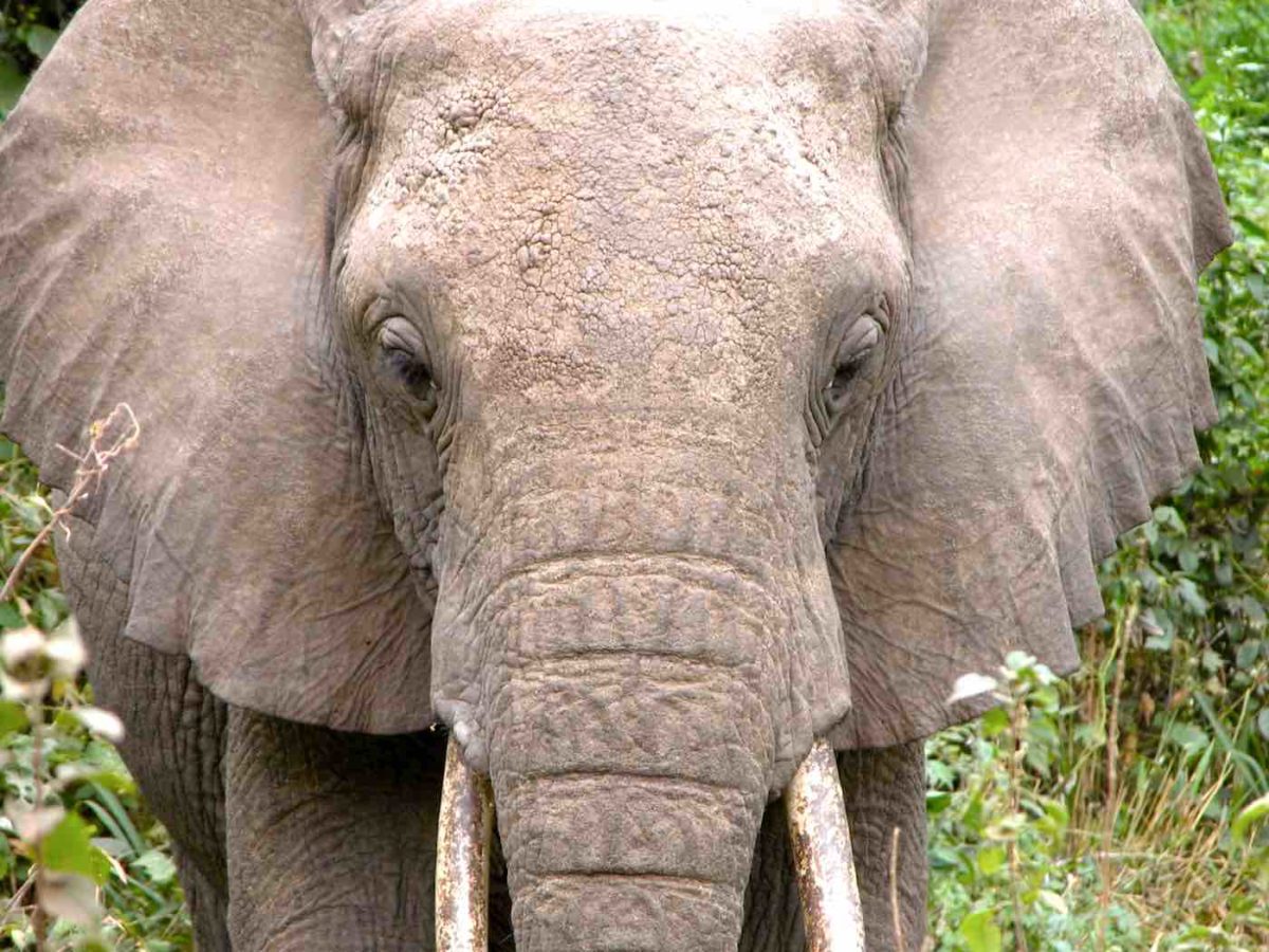 elephant life expectancy in the wild