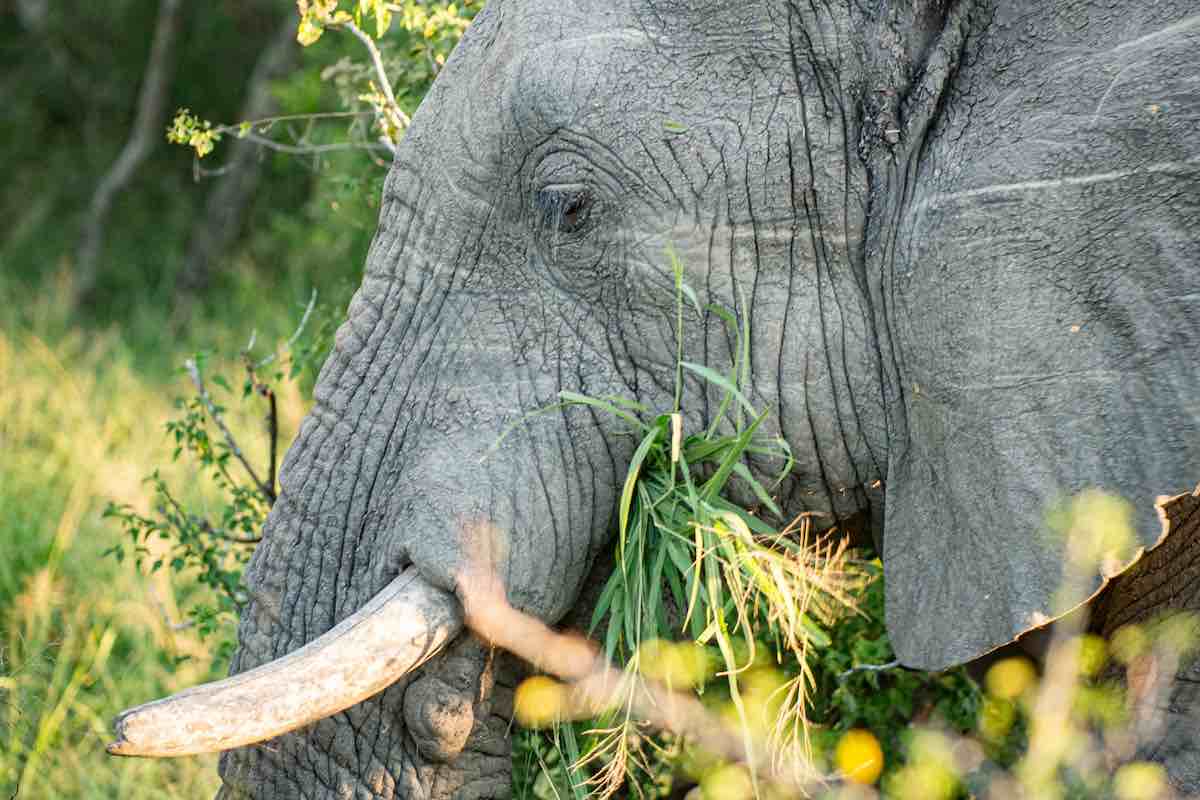 Viejo elefante comiendo entre la vegetación