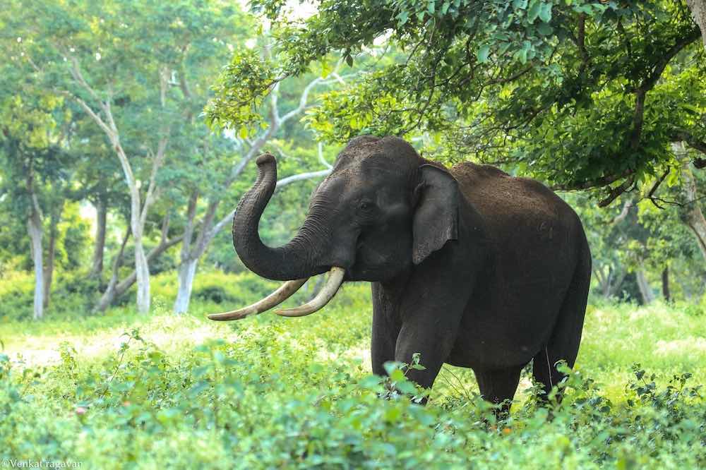 Asiatisk elefant som signalerar med snabeln i skogen.