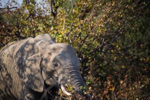 How Do Elephants Get Their Food? - The Elephant Guide