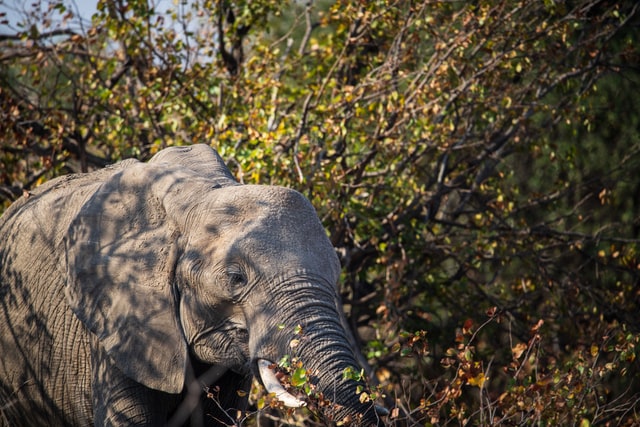 Elefant som äter buskar och grenar