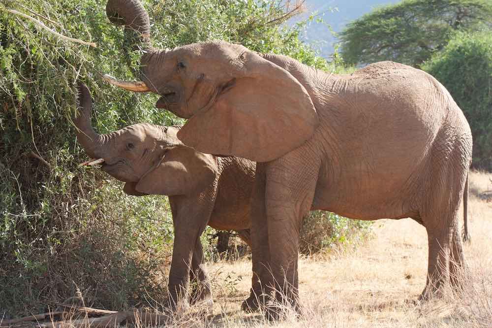 Elefantes comiendo de un árbol. Fotografía de Vik Joshi.