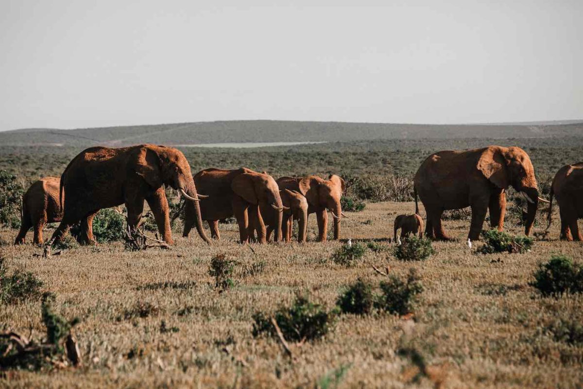 Elephant herd walking to find food