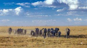 Gran manada de elefantes