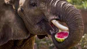 Afrikanischer Elefant, der sich an einer frischen Wassermelone labt