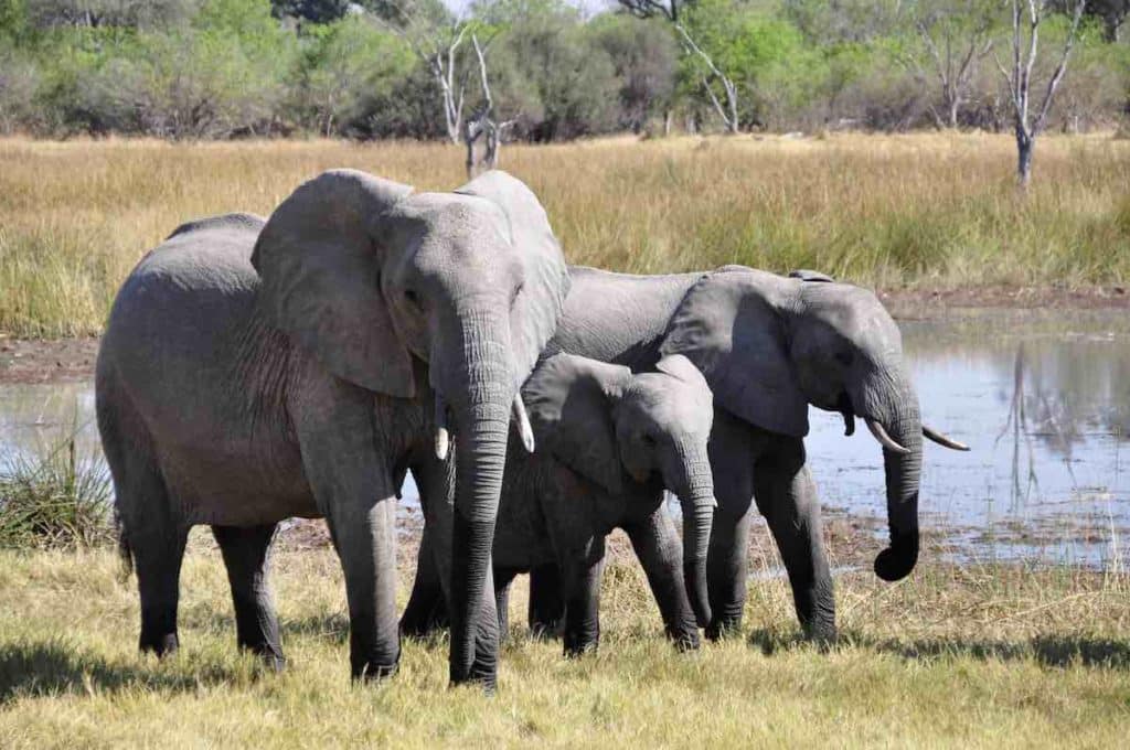 Afrikanska elefanter på savannen. Bildkälla: foto av Pixabay. 